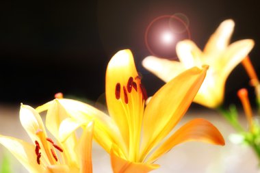 Bahçe lily