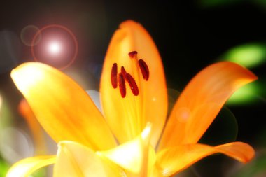 Bahçe lily