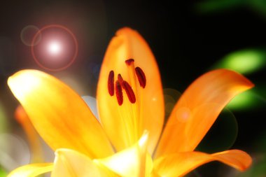 Bahçe lily
