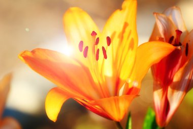 Bahçe lily