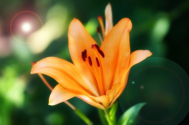 Bahçe lily