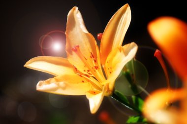 Bahçe lily