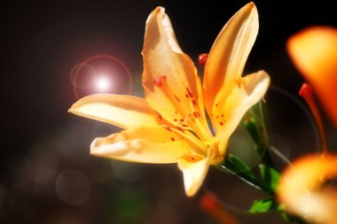 Bahçe lily