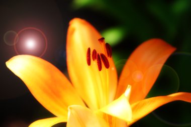 Bahçe lily