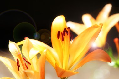 Bahçe lily