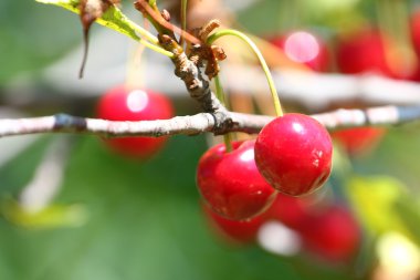 kiraz ağacı