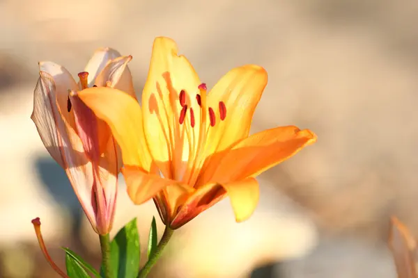 Garden lily — Stock Photo, Image