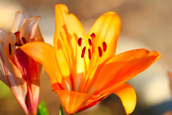 Garden lily — Stock Photo, Image