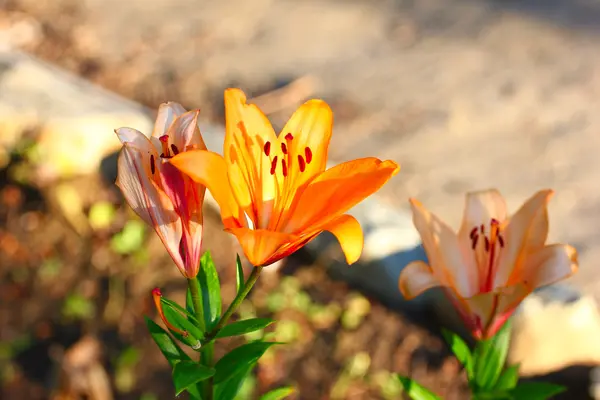 Garden lily — Stock Photo, Image