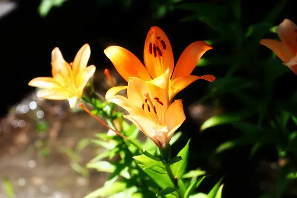 Garden lily — Stock Photo, Image