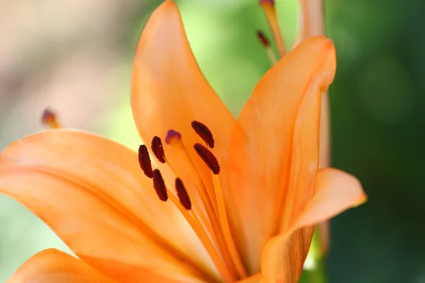 Lírio do jardim — Fotografia de Stock