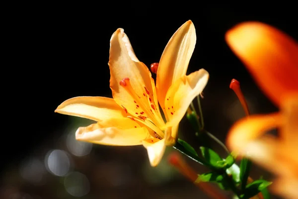 Garden lily — Stock Photo, Image