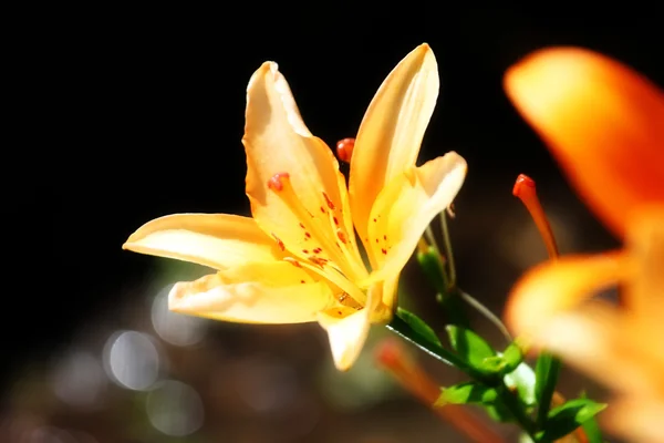 Garden lily — Stock Photo, Image