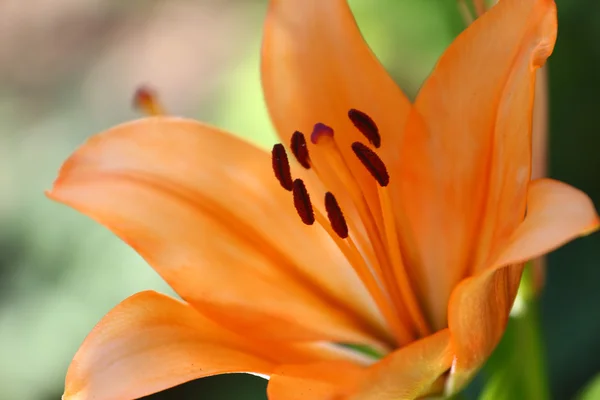 Garden lily — Stock Photo, Image