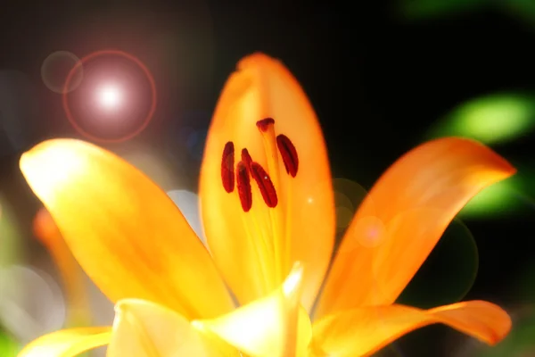 Garden lily — Stock Photo, Image