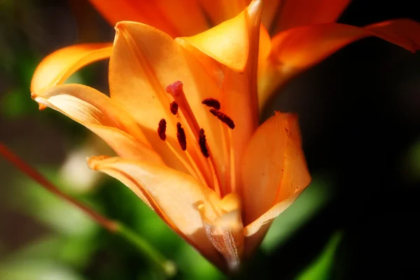 Gartenlilie — Stockfoto