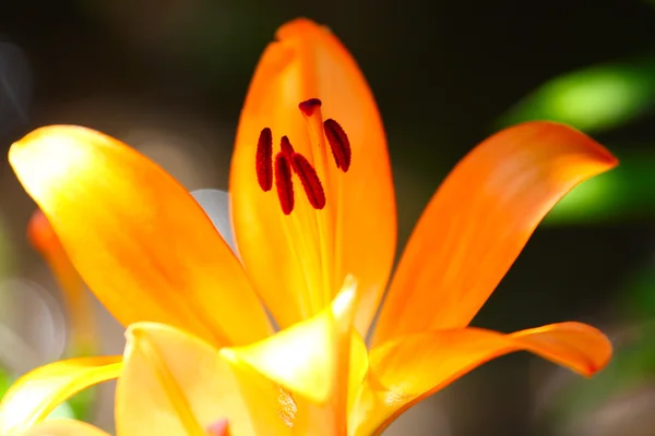 Garden lily — Stock Photo, Image