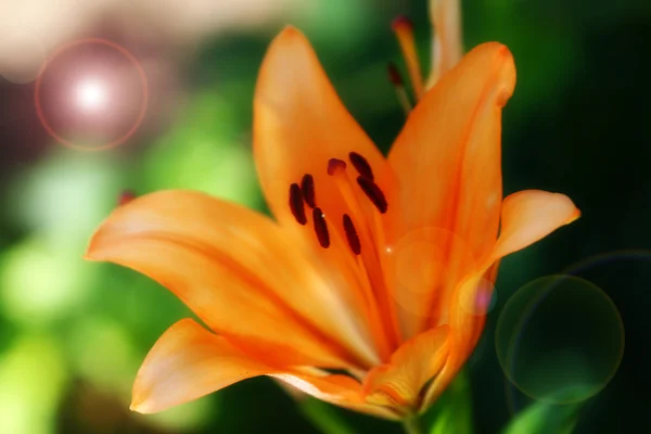 Garden lily — Stock Photo, Image