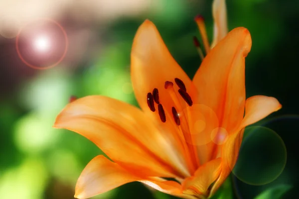 Garden lily — Stock Photo, Image