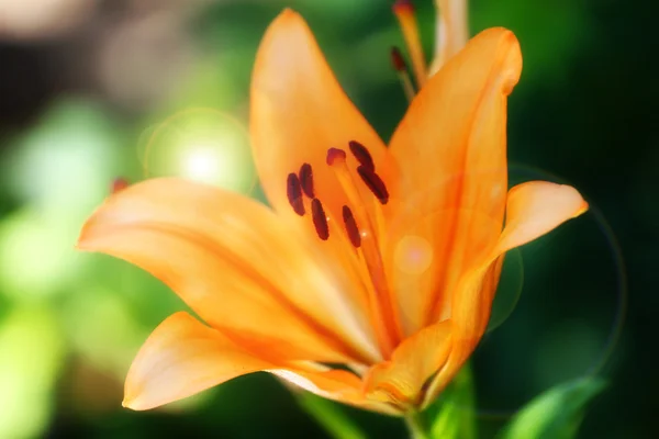 Bahçe lily — Stok fotoğraf
