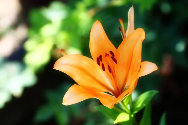Tuin lily — Stockfoto