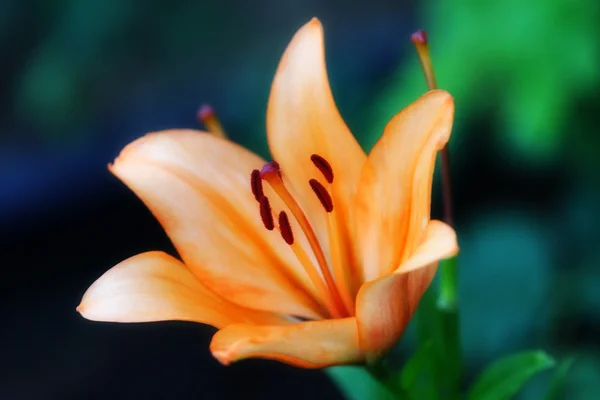 Trädgård lily — Stockfoto