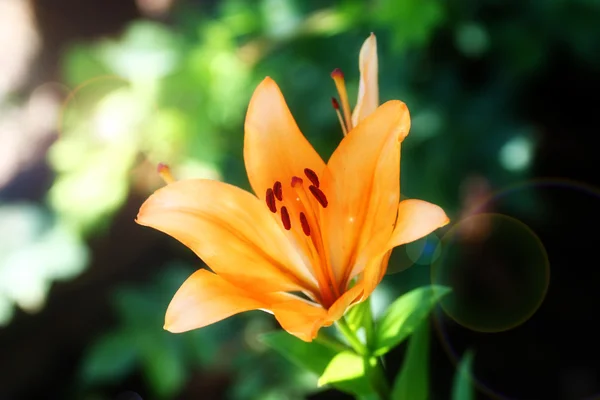 Garden lily — Stock Photo, Image