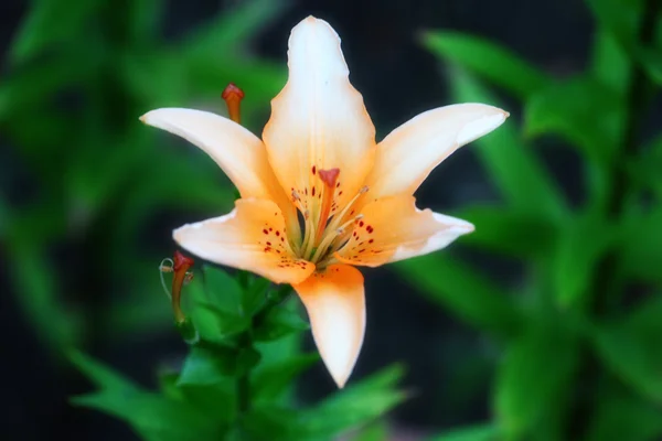 Bahçe lily — Stok fotoğraf