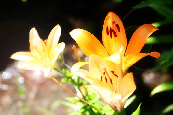 Garden lily — Stock Photo, Image