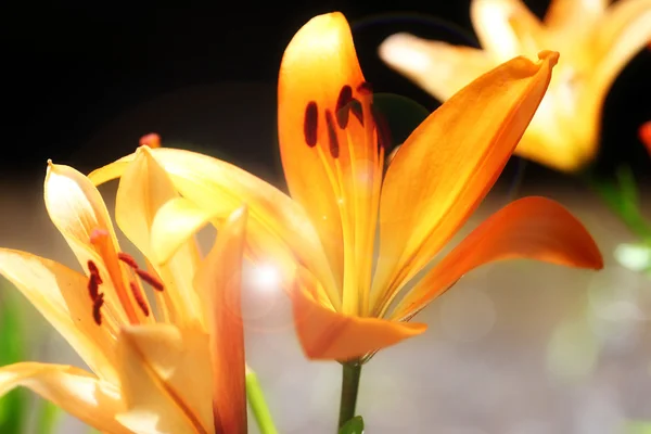 Bahçe lily — Stok fotoğraf
