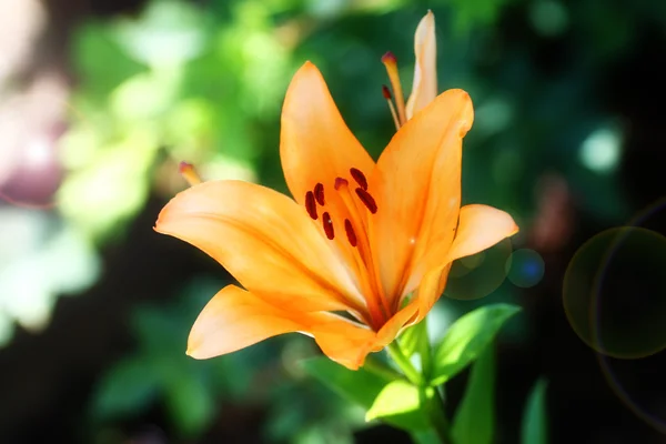 Tuin lily — Stockfoto