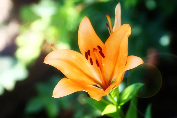 Garden lily — Stock Photo, Image