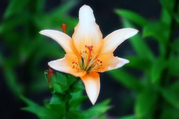 Bahçe lily — Stok fotoğraf