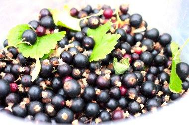 Siyah frenk üzümü