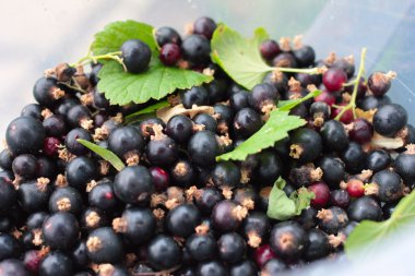 Siyah frenk üzümü