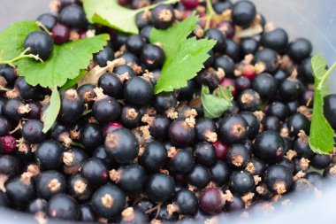 Siyah frenk üzümü