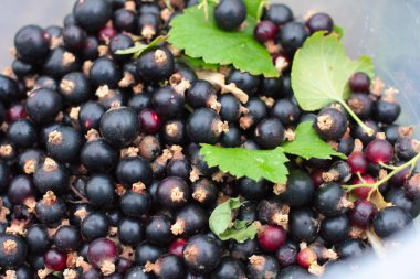 Siyah frenk üzümü