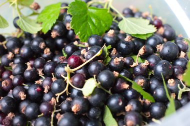 Siyah frenk üzümü