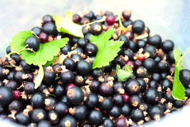 Siyah frenk üzümü