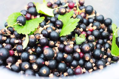 Siyah frenk üzümü