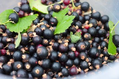 Siyah frenk üzümü