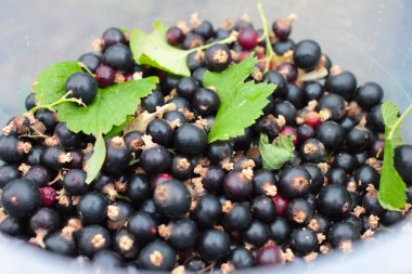 Siyah frenk üzümü