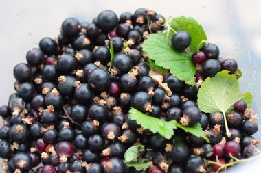 Siyah frenk üzümü