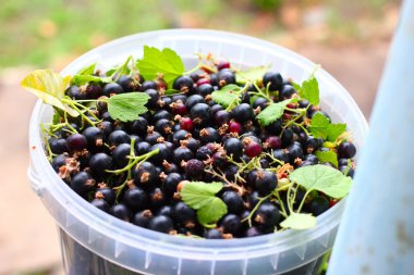 Siyah frenk üzümü