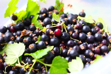 Siyah frenk üzümü