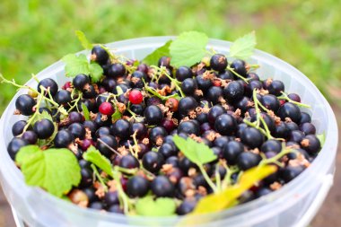 Siyah frenk üzümü