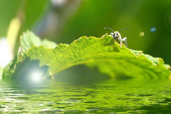 Blad planten — Stockfoto