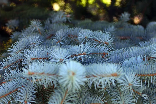 Abeto azul — Fotografia de Stock