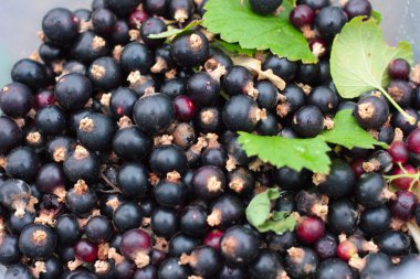 Siyah frenk üzümü