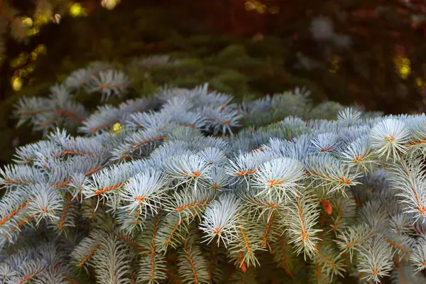 Abeto azul — Fotografia de Stock